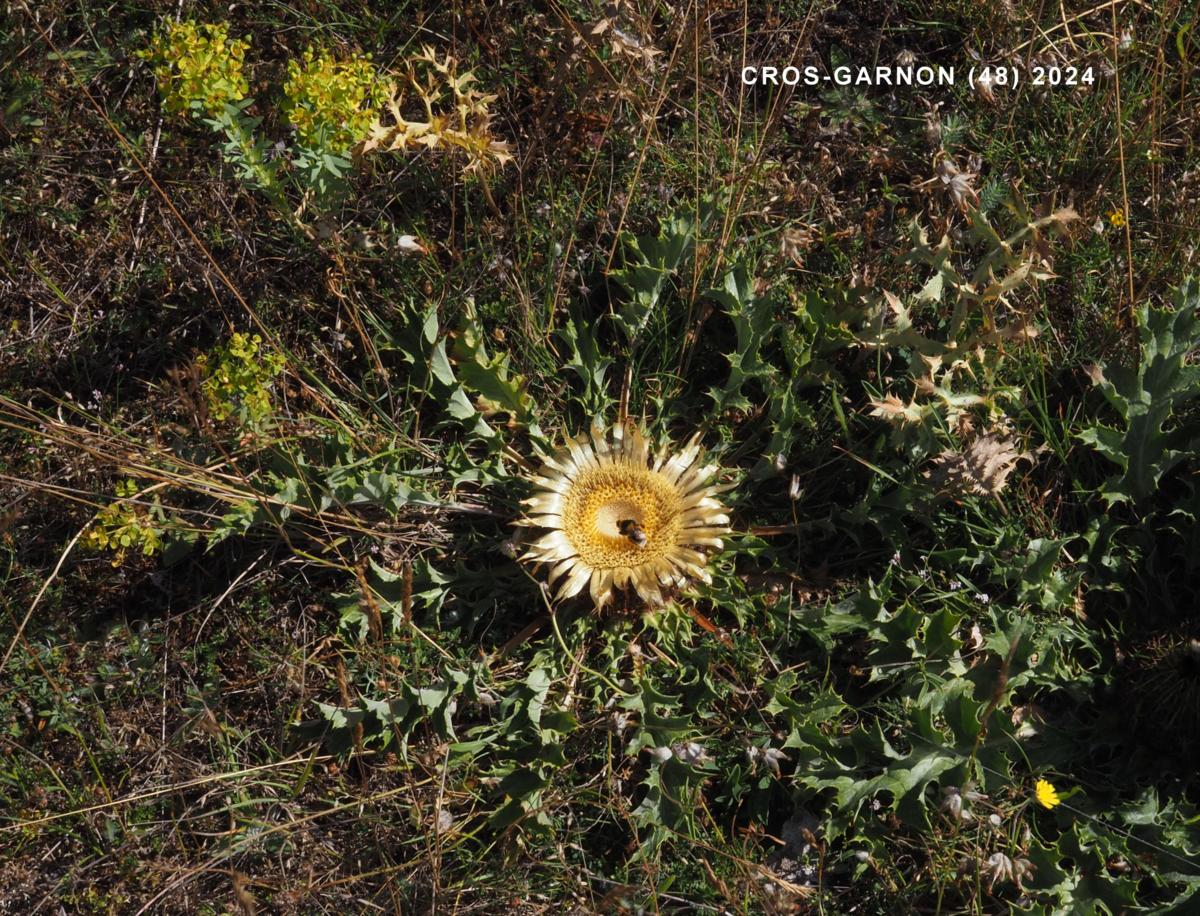 Acanthus thistle plant